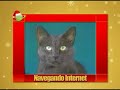 Gatos Navide�os