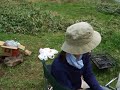 Camping in Japan????