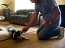 Sassy doing tricks