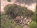 Tala ilegal de árboles Tala ilegal de árboles