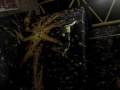 videos de ucd climbing