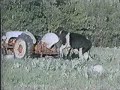 confused animals confused animals