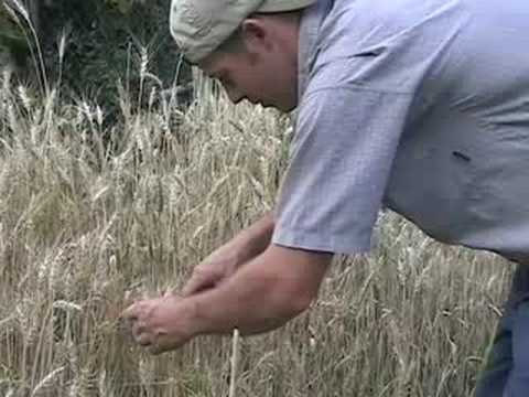 how to harvest wheatgrass seeds