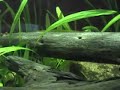rasbora galaxy rasbora galaxy