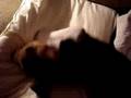 My Beagle