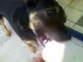 Rufus enjoys some Dairy Queeen