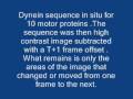 Dynein image subtraction motion study