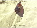 desove-de-una-caguama.html