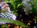 55-gallon-planted-fish-tank