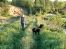 Dobermann Viki catches the mosquitoes 3 Dobermann Viki catches the mosquitoes 3