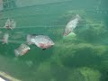 live tilapia in calgary zoo