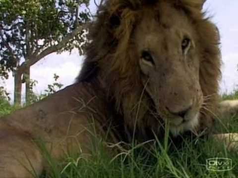 AFRICAN LION