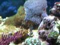 90 Gallon reef tank