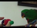 Eclectus playtime