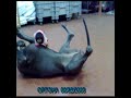 Alano vs Pincher Toy - Ortona