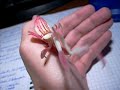 Orchid Mantis - Hymenopus Coronatus