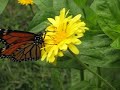 Monarch in the morning Monarch in the morning