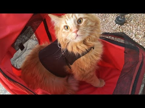 Answering Your Cat Stroller Questions!