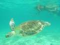 Turtle snorkeling Mexico