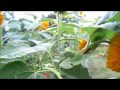 Giant Sunflowers - Wisconsin Garden Video Blog 184.avi
