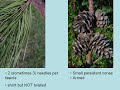 A brief species overview of shortleaf...