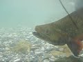 Trophy Brook Trout #2 Underwater