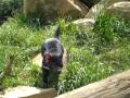 Tassie Devil - pked