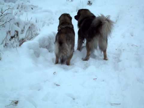 sarplaninac