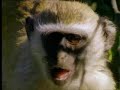 animales que se drogan los monos verdes alcohólicos