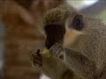 animales que se drogan los monos verdes alcohólicos