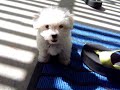Crazy yuki
