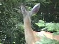 White-Tailed Deer With Fawn