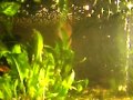 Red Robbin Gourami Babies