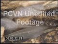 termite footage termite footage