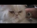 Blofeld