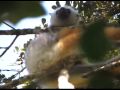 Diademed Sifaka