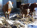 Simmental bull calf