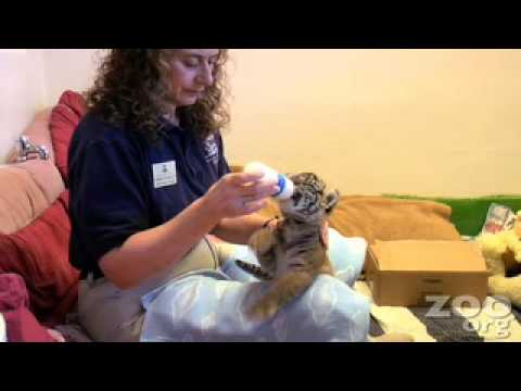 tiger cub