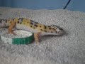 My leopard gecko Lynx eating