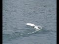 12052008 Jolly Frits 1 Catamaran Rc-boat Vienna