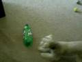 Zoe Dog vs. 2 Liter