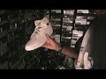Jordan Collection XXIII Nation. One Love IV
