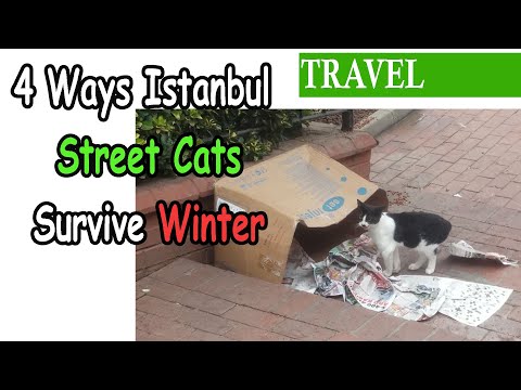 4 Ways Istanbul Street Cats Survive Winter
