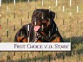 Rottweiler First Choice v. d. Stark