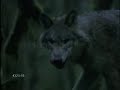 The magic of wolves - la magia dei lupi