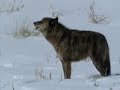 The magic of wolves - la magia dei lupi