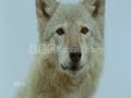 The magic of wolves - la magia dei lupi
