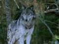 The magic of wolves - la magia dei lupi
