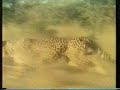cheetah-vs-ostrich.html
