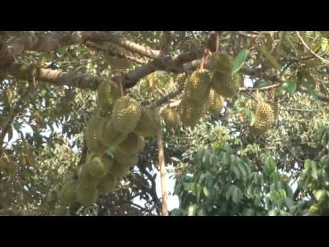 how to harvest durian
